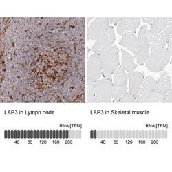 LAP3 Antibody, Novus Biologicals 0.1mL; Unlabeled:Antibodies, Polyclonal